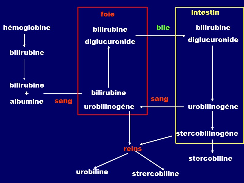 hémoglobine bilirubine bilirubine + albumine sang bilirubine diglucuronide bilirubine urobilinogène foie bile intestin bilirubine